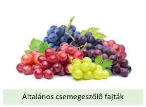 Általános csemegeszőlő oltványok